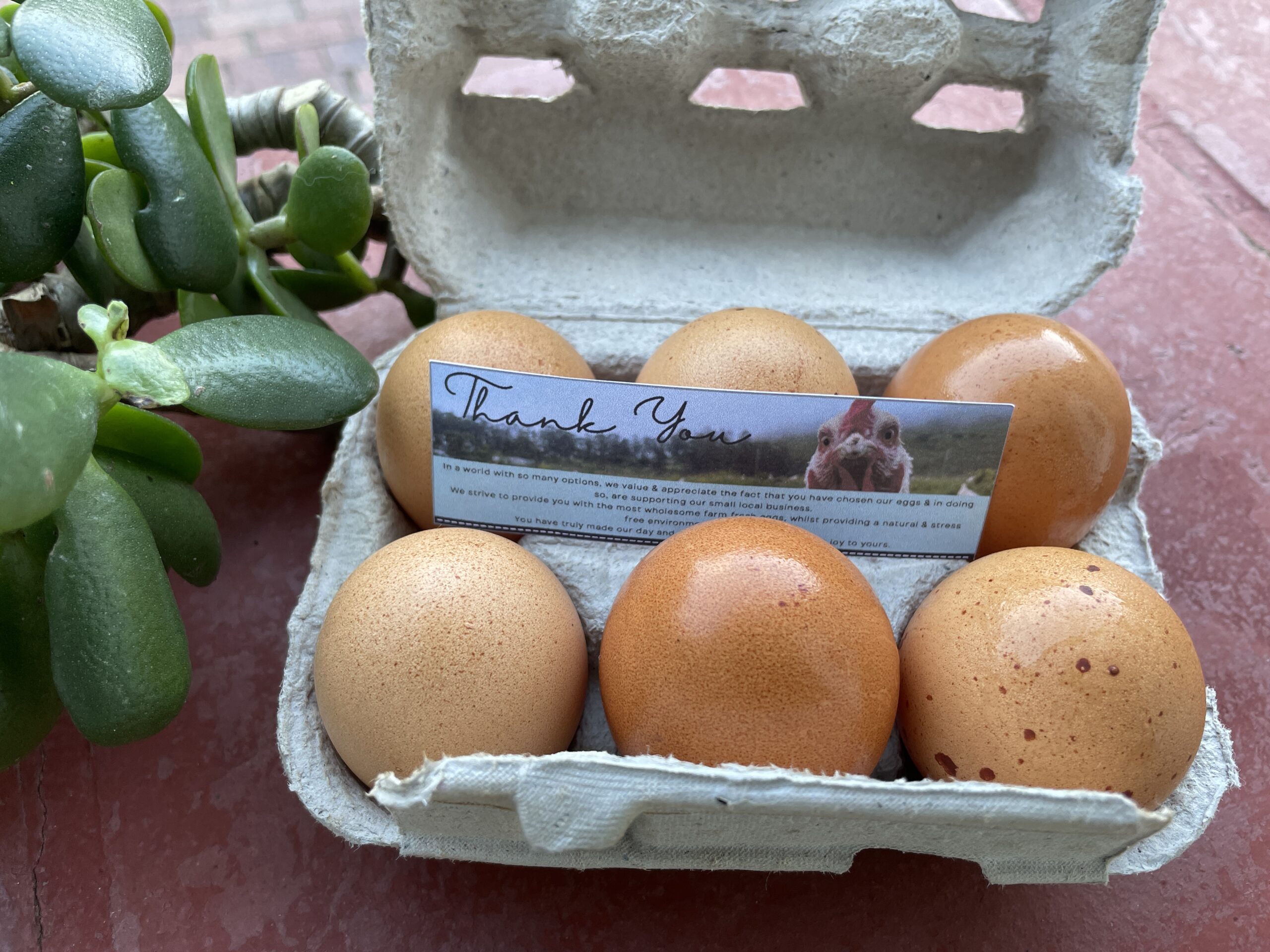 Eggs in box with card